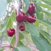 کود گیاهی و ارگانیک بر پایه کود مرغی|خدمات باغبانی و درختکاری|سنندج, |دیوار