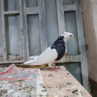 دو عدد ماده طوقی درجه یک|پرنده|اهواز, کمپلو شمالی|دیوار