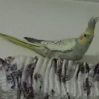 عروس هلندی|پرنده|تهران, گمرک|دیوار