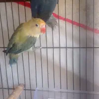 طوطی و کوتوله برزیلی