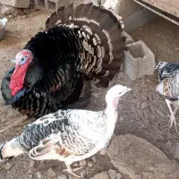 تخم بوقلمون نطفه دار