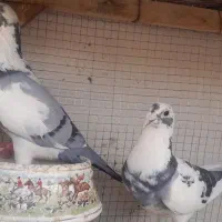 ابلغ ابی جوف  ۲۵۰۰۰۰۰