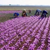 کود ارگانیک افزایش باردهی|خدمات باغبانی و درختکاری|مشهد, کلاهدوز|دیوار