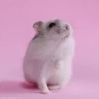 همستر کمپل مینیاتوری خاص چشم قرمز|موش و خرگوش|تهران, نازی‌آباد|دیوار