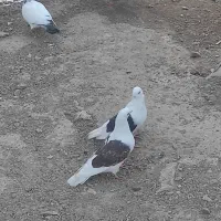 کبوتر