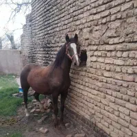 اسب|اسب و تجهیزات اسب‌سواری|تویسرکان, |دیوار