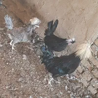 مرغ لهستانی و کوشین و جوجه لهسنانی|حیوانات مزرعه|کاشمر, |دیوار