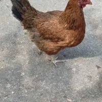 ۳تامرغ باهم