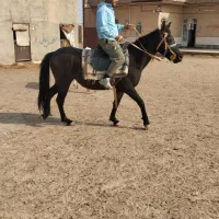 اسب با کره|اسب و تجهیزات اسبسواری|سلفچگان, |دیوار