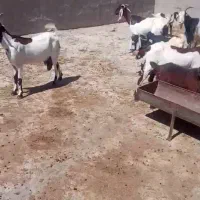بز‌جوان