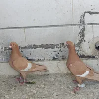 سرک زرد|پرنده|شیراز, گویم|دیوار