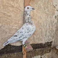 کبوتر سرور هفت رنگ پلاکی|پرنده|قرچک, ولی آباد|دیوار