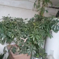 گل پنچ انگشتی