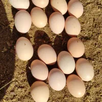 تخم مرغ نطفه دار