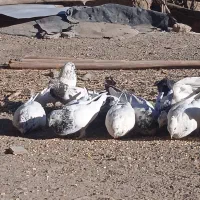 سلام تعدادی کبوتر|پرنده|بافت, |دیوار