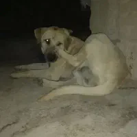 سرابی 1 ساله