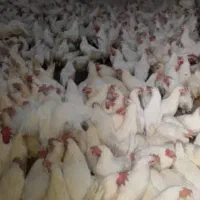 مرغ تخم گذار 380تومان