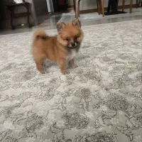 سگ پامر خرسی