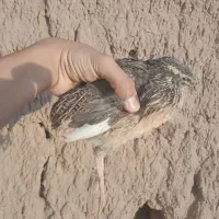 حراج بلدرچین گوشتی و تخمی