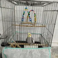 عروس هلندی سخنگو بسیار زیبا