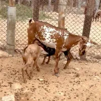 ذات ناب|حیوانات مزرعه|همدان, |دیوار