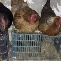 مرغ تخم گذارمحلی
