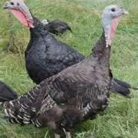 فروش بوقلمون ماده نژاد برنزه