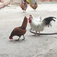 چاپنیز و سیبرایت اصیل|حیوانات مزرعه|تبریز, |دیوار