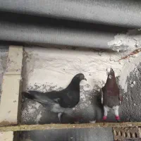 صید|پرنده|مشهد, تلگرد|دیوار