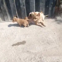 توله پاه کوتاه گوش تیز قشنگ|سگ|گرگان, |دیوار