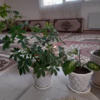 دو عدد گل باهم|گل و گیاه طبیعی|قرچک, باقرآباد|دیوار