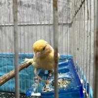 قناری|پرنده|گنبد کاووس, |دیوار