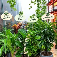 گلاکتوس