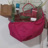 ۲ تا طوطی برزیلی|پرنده|شریفآباد, |دیوار