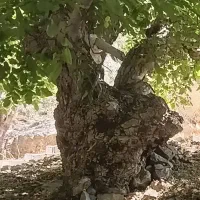 اجاره زمین کشاورزی