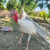 بوقلمون بیوتی6