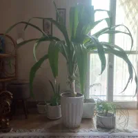 گل سوسن عنکبوتی برگ پهن سالم و سرحال