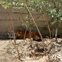 سگ روزگاری ۸ت|سگ|شهرکرد, |دیوار