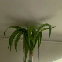 گل سوسن عنکبوتی