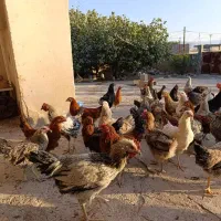 فروش جوجه خروس ومرغ محلی|حیوانات مزرعه|مرودشت, قانون|دیوار