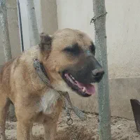 سگ افغانی نگهبان