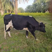 گاو آمریکایی|حیوانات مزرعه|مینان, |دیوار