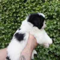 شیتزو سوپر فلت