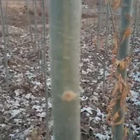 فروش کبودوصنوبر به جای دلال بیاازمن ارزون بخر|گل و گیاه طبیعی|میاندوآب, |دیوار