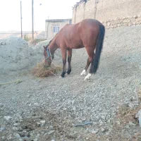 اسب|اسب و تجهیزات اسب‌سواری|قوچان, |دیوار