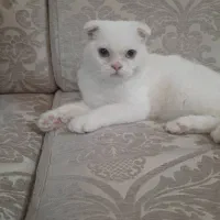 گربه اسکاتیش