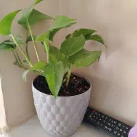 گل لوبیا (پتوس)