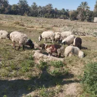 ۸ تا میش ماده چاق مالداری دو قلوزا یکی نر