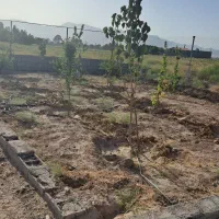 باغ فروشی نقدو اقساط|فروش زمین و ملک کلنگی|دلیجان, |دیوار