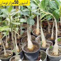 گل آپارتمانی 50هزار تومان و ارسال رایگان در تهران